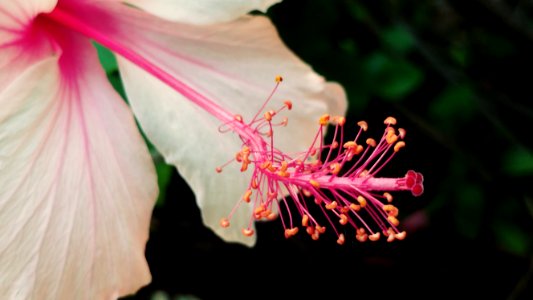 Flower Pink Plant Flora