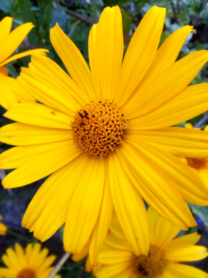 Flower Yellow Flora Daisy Family