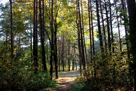 Ecosystem Nature Woodland Temperate Broadleaf And Mixed Forest photo