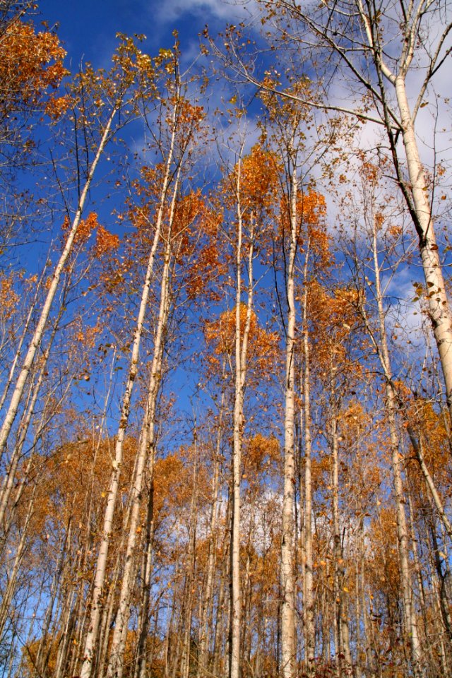Tree Nature Woody Plant Sky