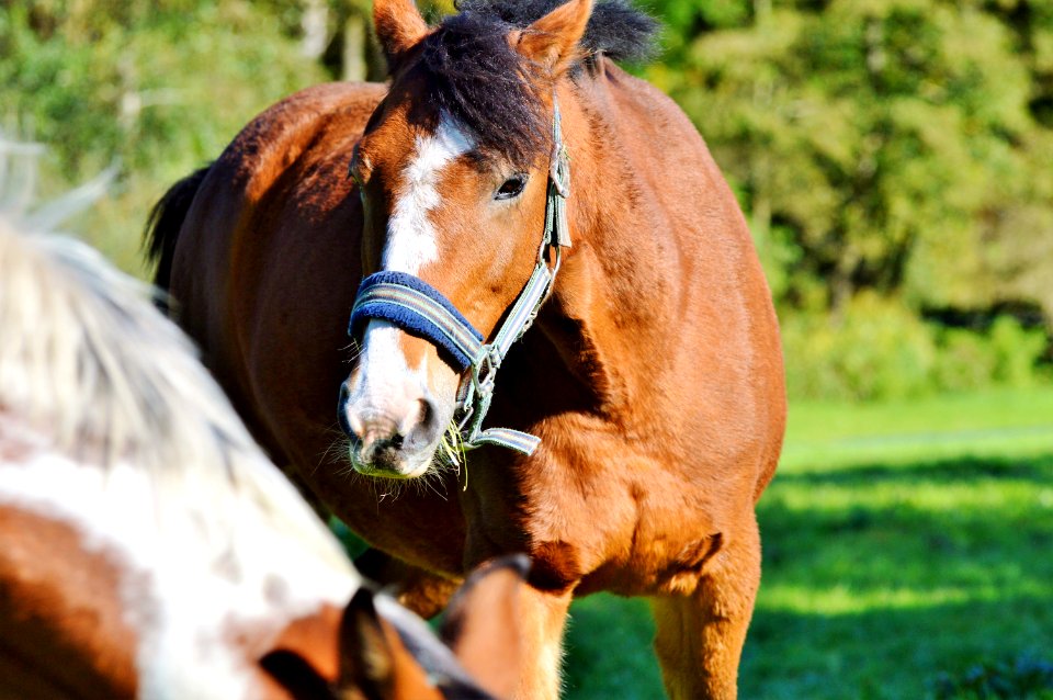 Horse Halter Bridle Horse Tack