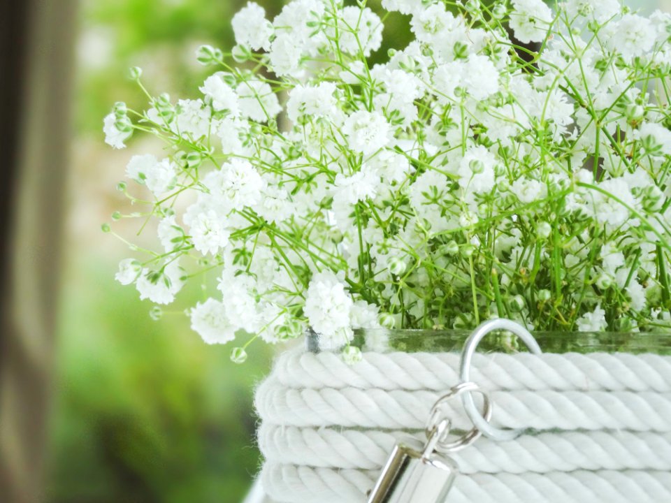 Flower Cow Parsley Plant Anthriscus
