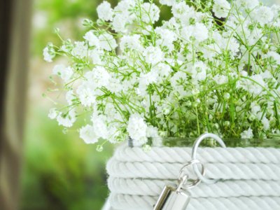 Flower Cow Parsley Plant Anthriscus