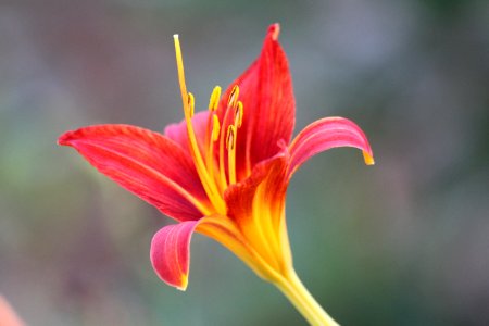 Flower Lily Flora Close Up