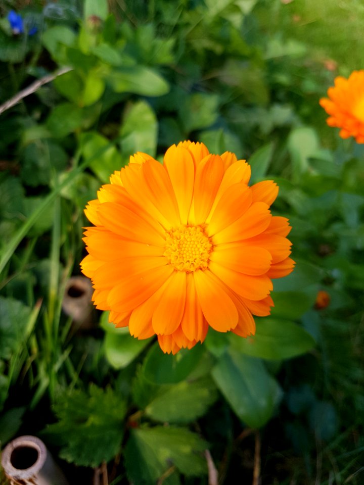 Flower Plant Calendula Sulfur Cosmos