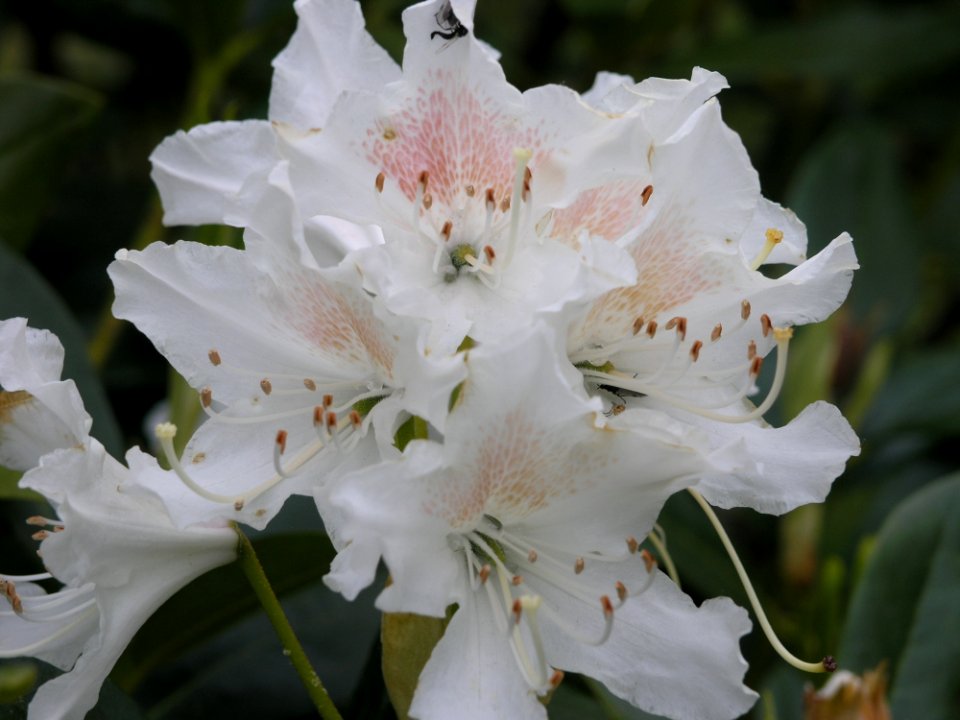Flower Plant Flowering Plant Woody Plant