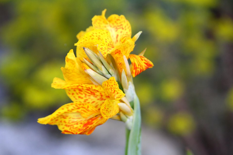 Flower Yellow Flowering Plant Flora