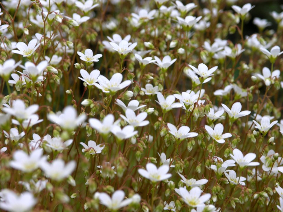 Flower Flora Plant Spring