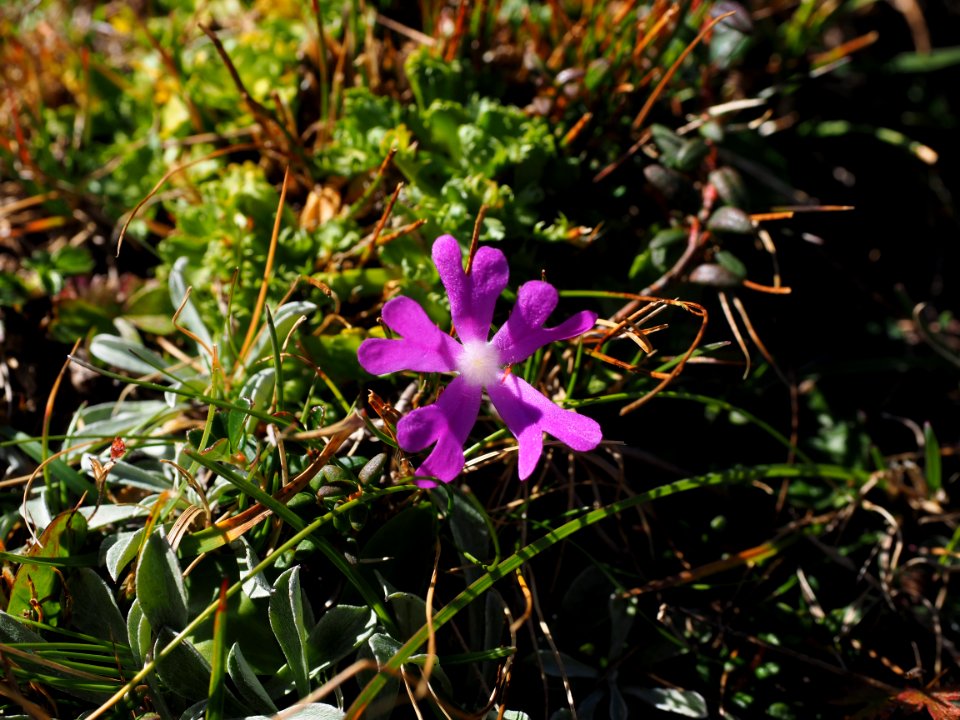 Plant Flora Flower Purple