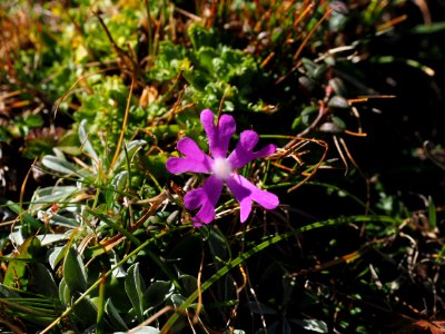 Plant Flora Flower Purple