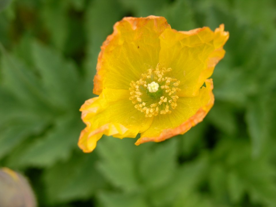 Flower Wildflower Poppy Family Poppy
