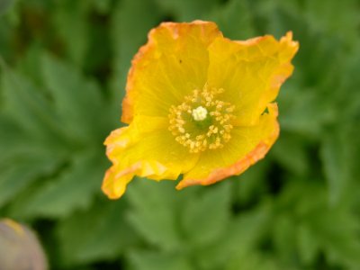 Flower Wildflower Poppy Family Poppy