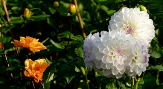 Flower Plant Flowering Plant Dahlia photo