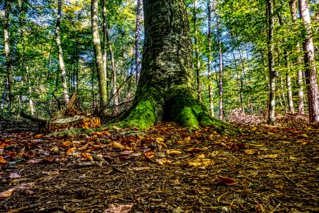 Nature Woodland Tree Ecosystem