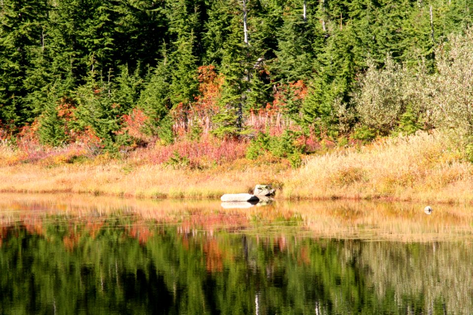 Water Reflection Nature Ecosystem