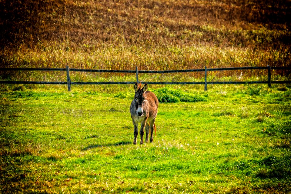 Grassland Pasture Green Grass