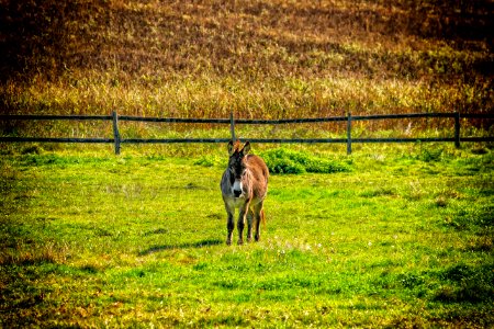 Grassland Pasture Green Grass