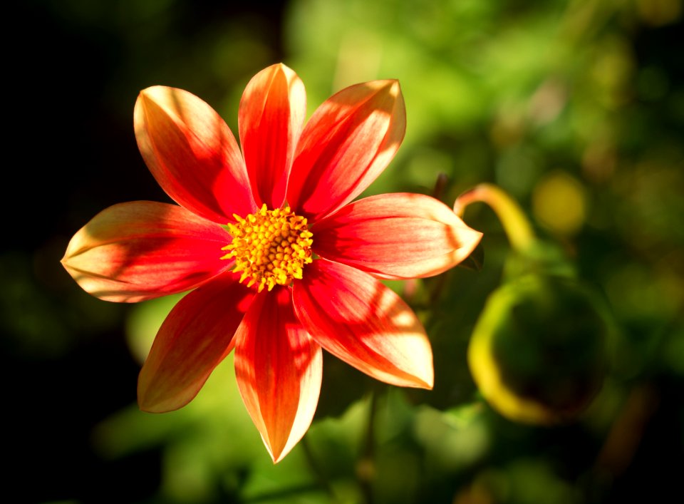 Flower Flora Yellow Plant