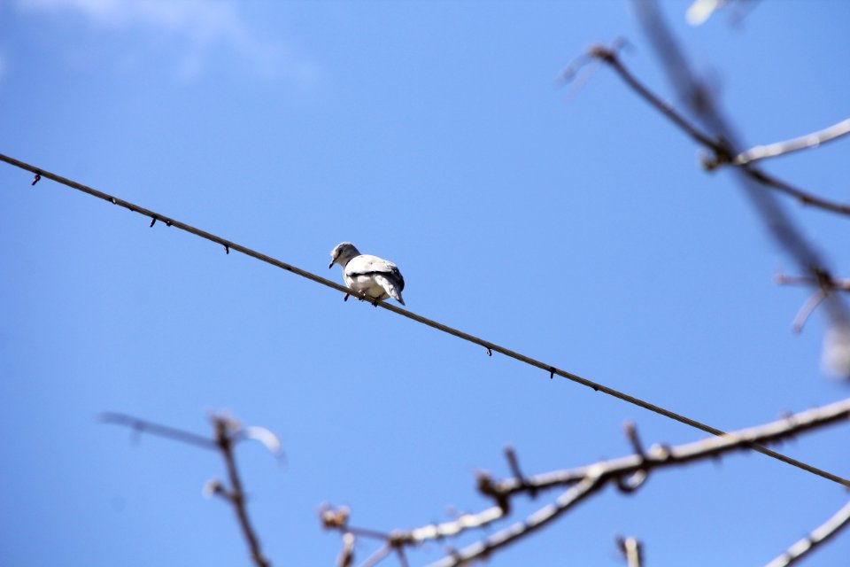 Bird Sky Branch Beak