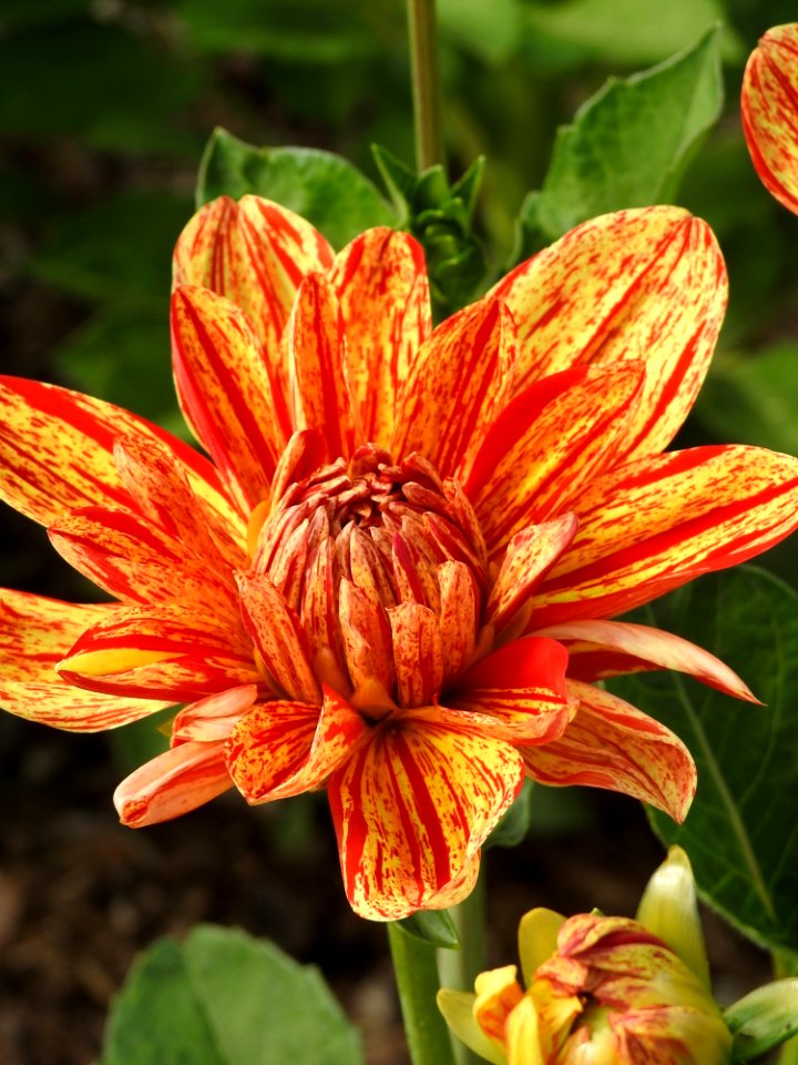 Flower Plant Flowering Plant Flora