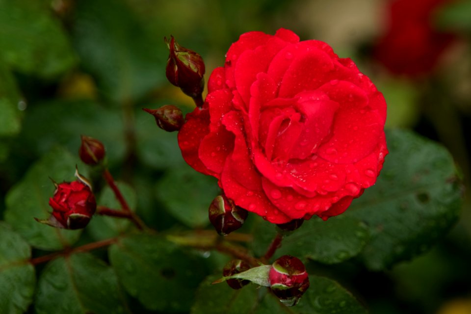 Flower Rose Rose Family Floribunda