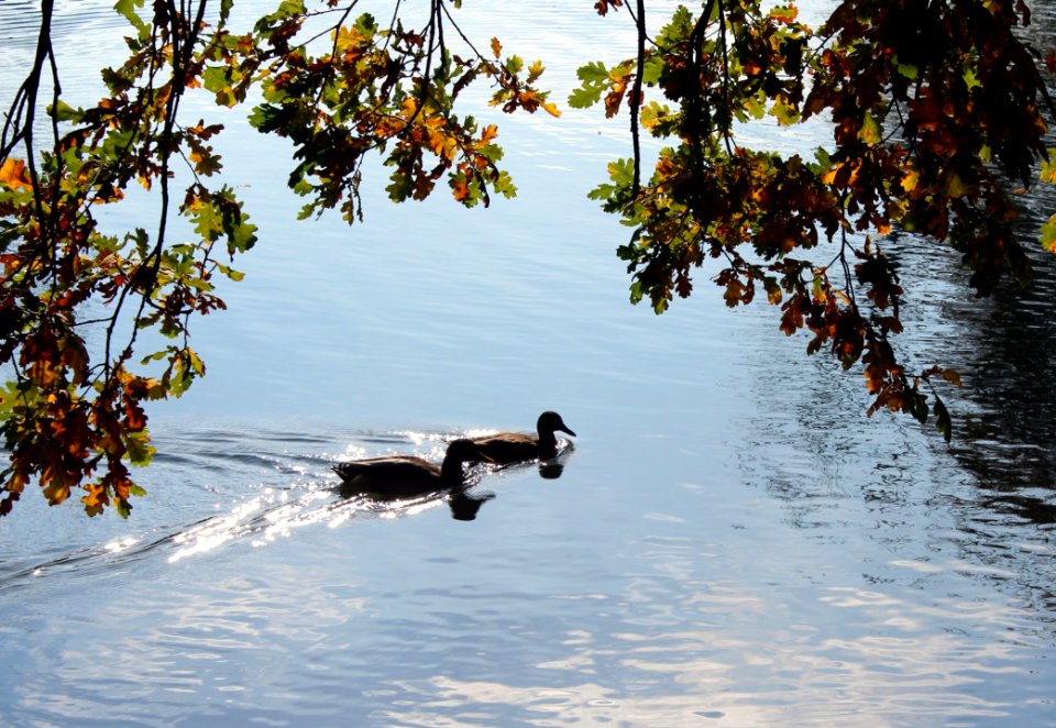 Water Water Bird Duck Tree