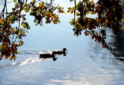 Water Water Bird Duck Tree photo