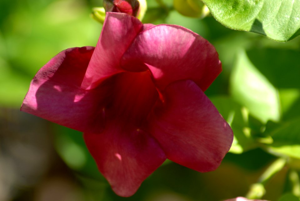 Flower Flora Petal Close Up
