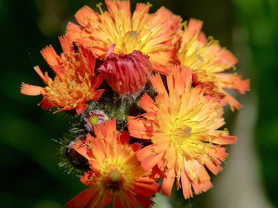 Red wild flower meadow
