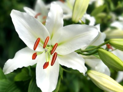 Flower Lily Plant Flora