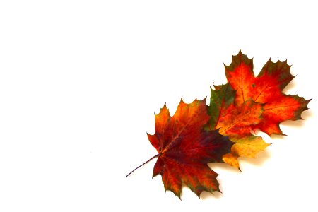 Leaf Maple Leaf Tree Autumn