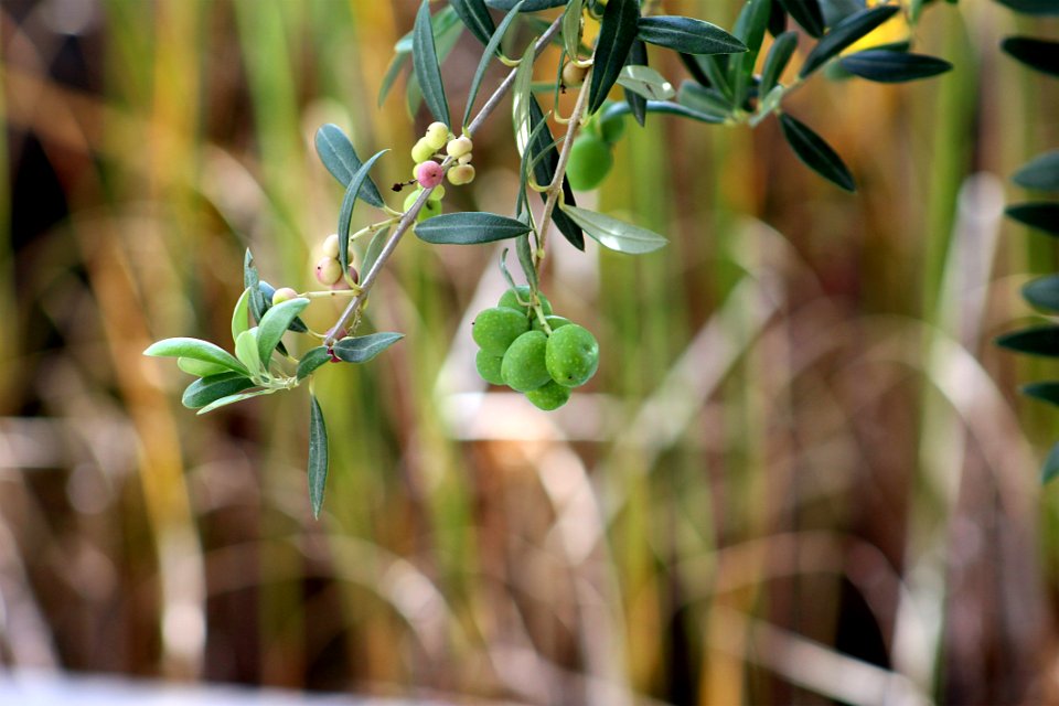 Plant Flora Leaf Spring