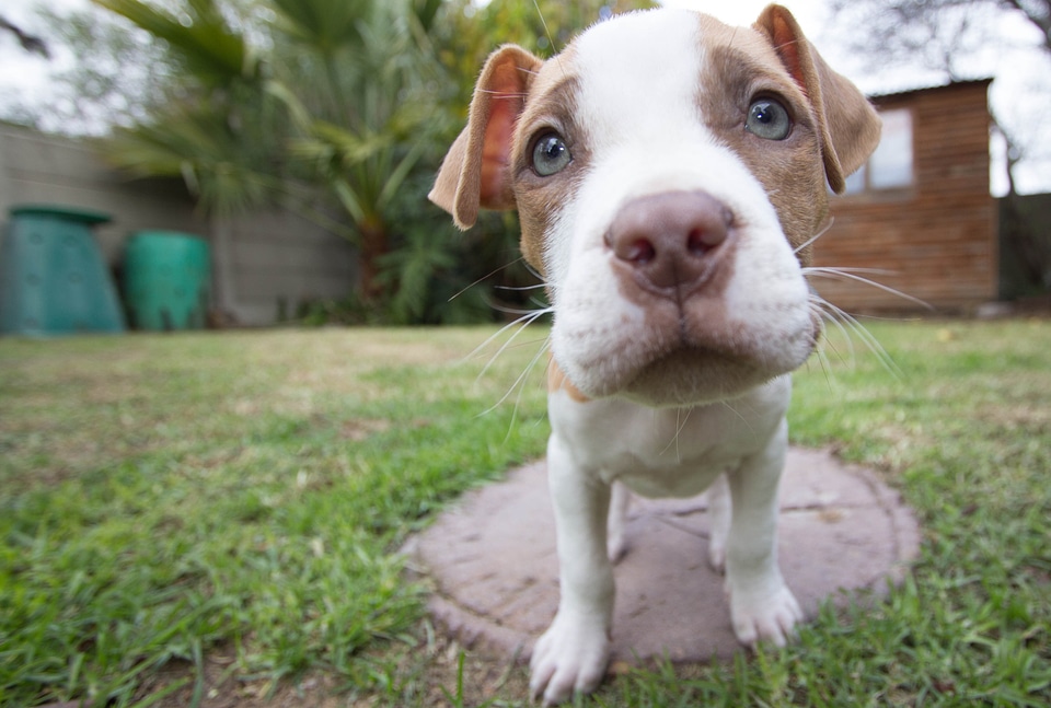 Wide angle pitt bull pitt-bull