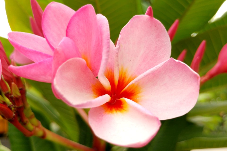 Flower Plant Pink Flora