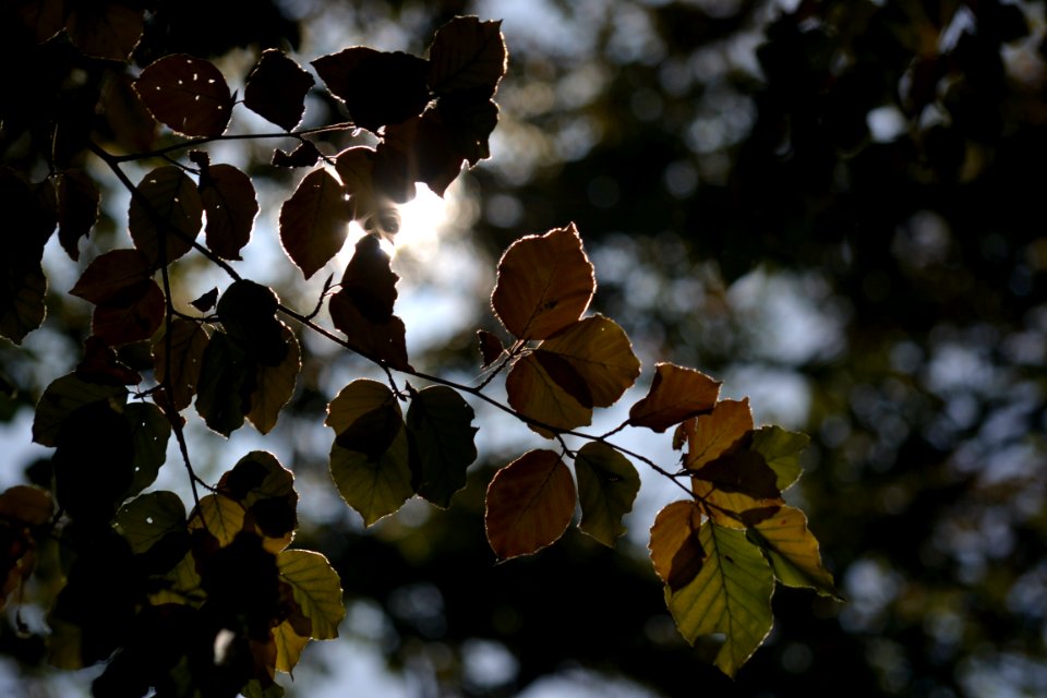 Leaf Tree Branch Deciduous