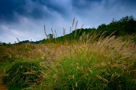 Ecosystem Vegetation Grassland Sky