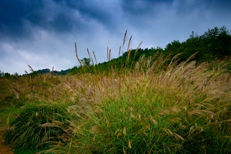 Ecosystem Vegetation Grassland Sky photo