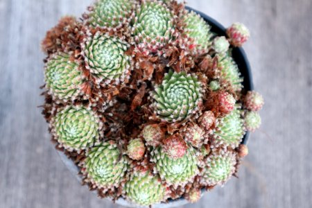 Plant Flowerpot Cactus Stonecrop Family photo