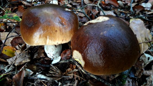 Mushroom Penny Bun Fungus Bolete