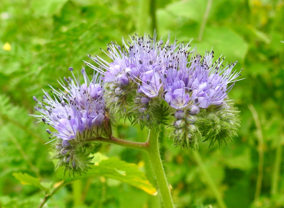 Plant Noxious Weed Flower Silybum