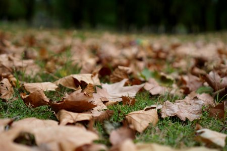 Leaf Autumn Grass Deciduous