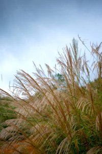 Sky Ecosystem Vegetation Grass photo