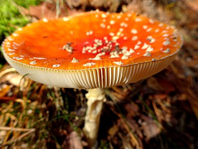 Mushroom Agaric Fungus Medicinal Mushroom photo