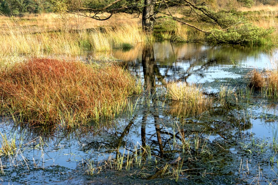 Reflection Water Wetland Swamp
