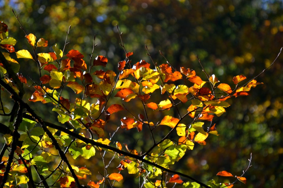 Leaf Autumn Vegetation Deciduous photo