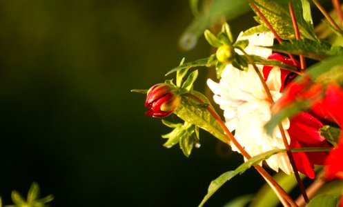 Flower Flora Close Up Petal photo