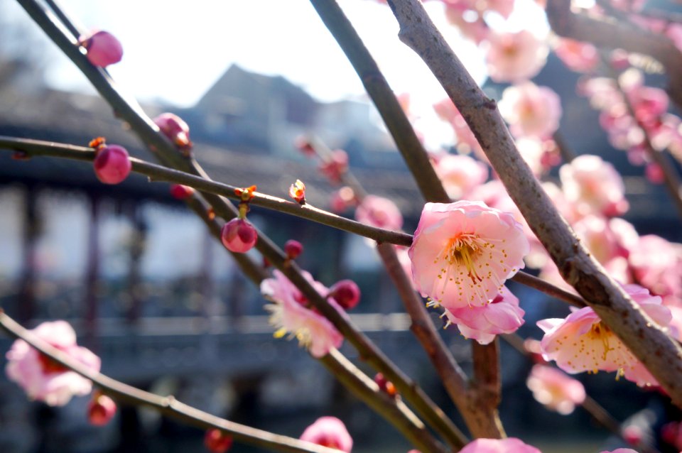 Blossom Pink Spring Branch