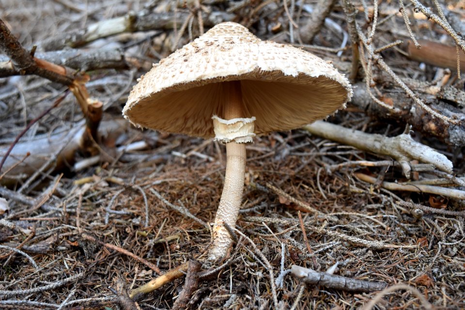 Mushroom Fungus Edible Mushroom Agaricaceae photo