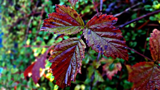 Leaf Vegetation Flora Autumn