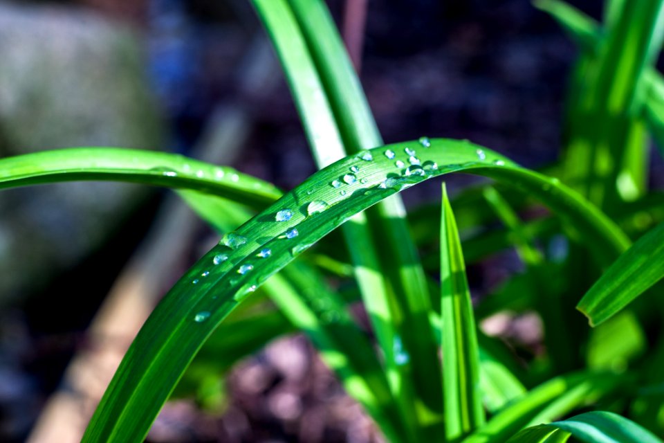 Water Dew Plant Moisture